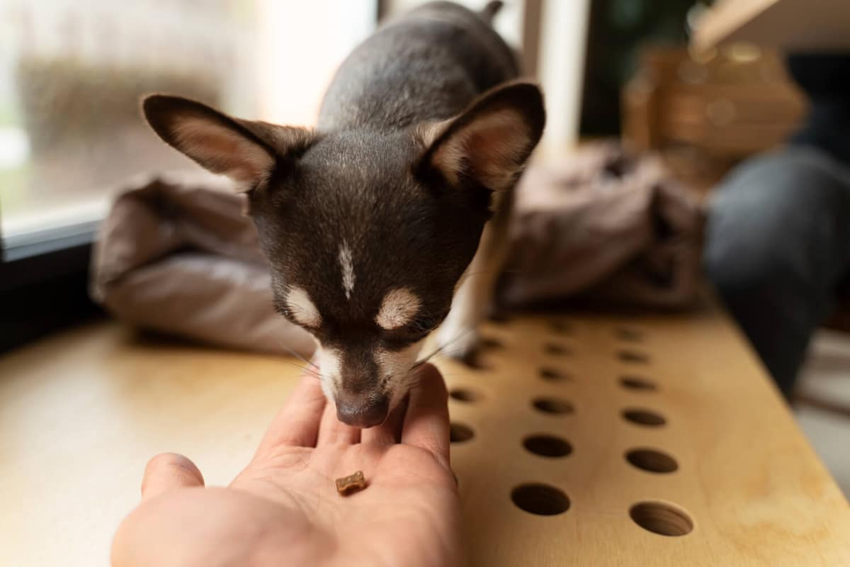 Guia Completo sobre Alergia Alimentar em Cachorros