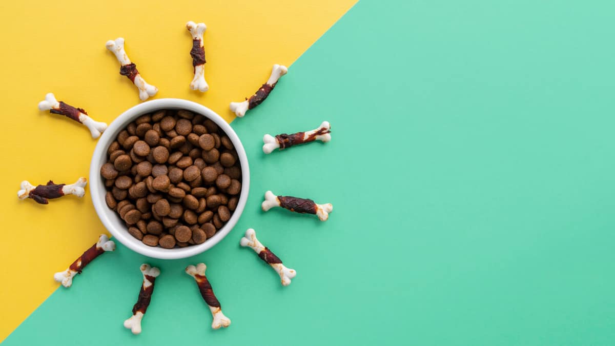 Alergia alimentar ou ambiental em pets: como identificar a causa correta dos sintomas