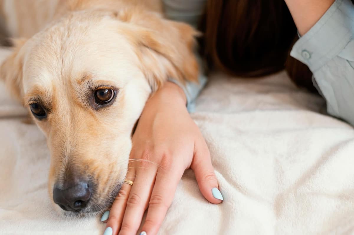 Como Tratar Alergia Cutânea em Cachorros