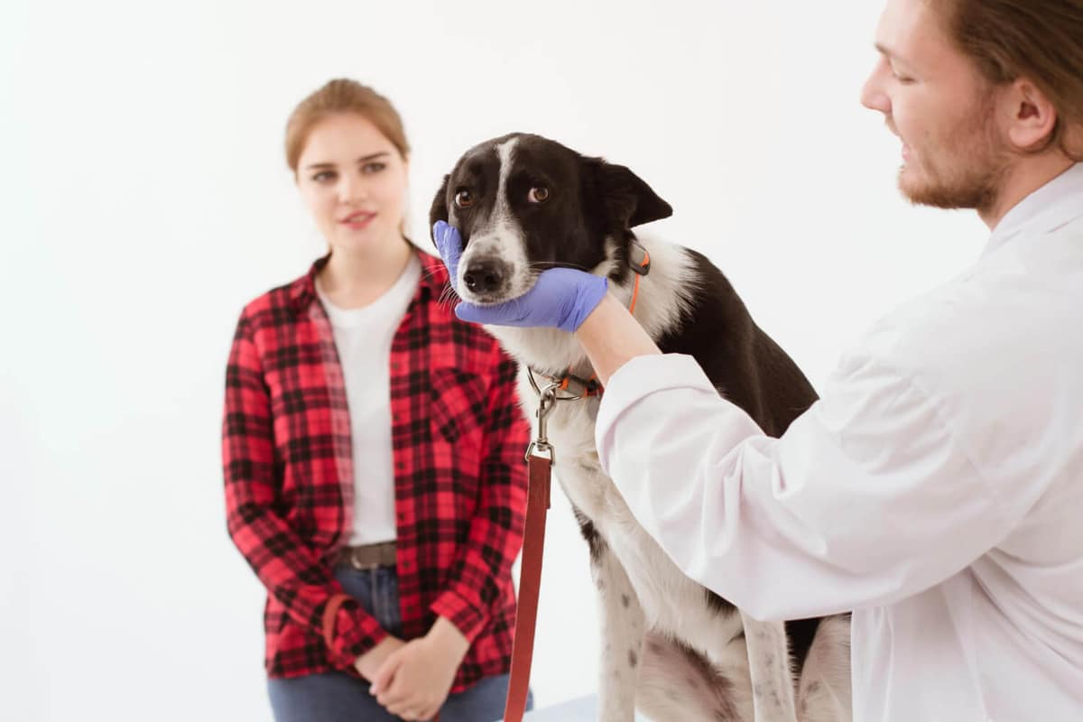 Por que a alergia do meu cachorro piorou? Entenda as causas e o que fazer
