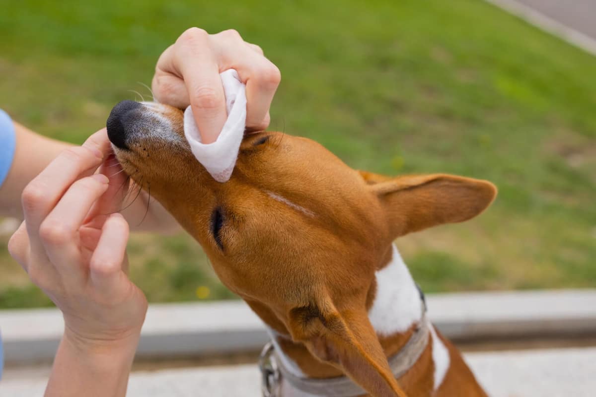 Alergia em Cachorros: Identificação e Manejo