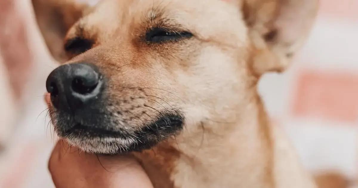 Como Identificar Alergias em Cachorros: Sintomas Comuns