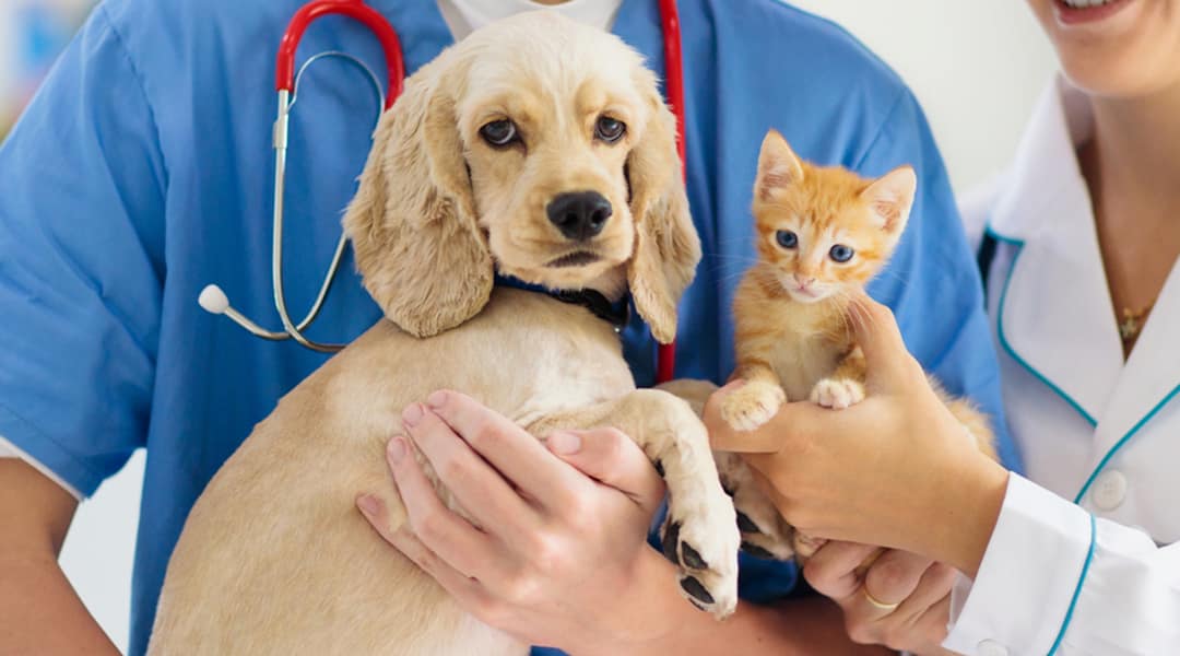 Alergia em cães e gatos
