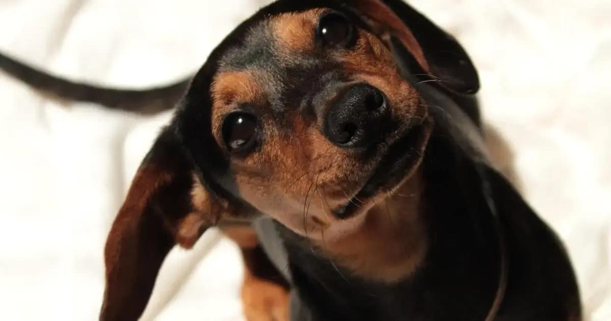Alergia em Pele de Cachorro: Entenda e Trate
