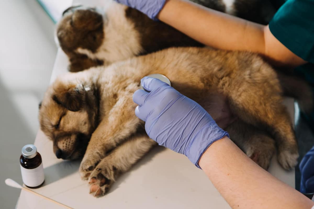 Alergia em pets: é verdade que não tem cura?