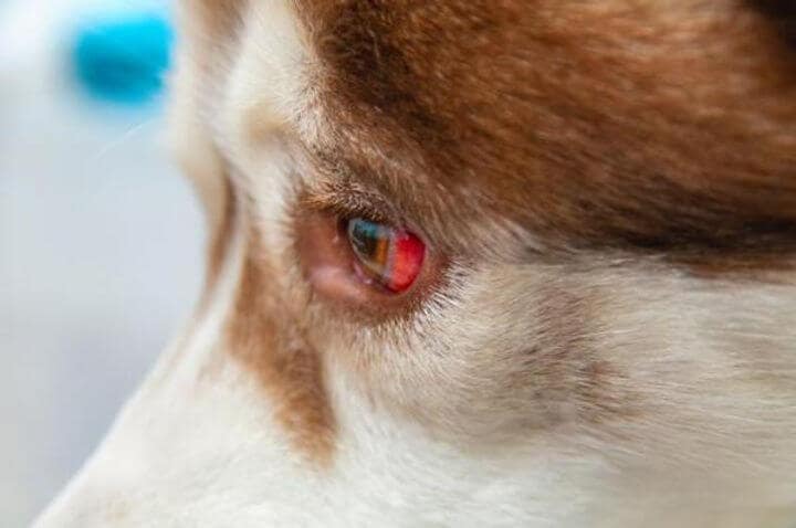 Por que Meu Cachorro Tem Alergia nos Olhos? Explicação e Tratamento