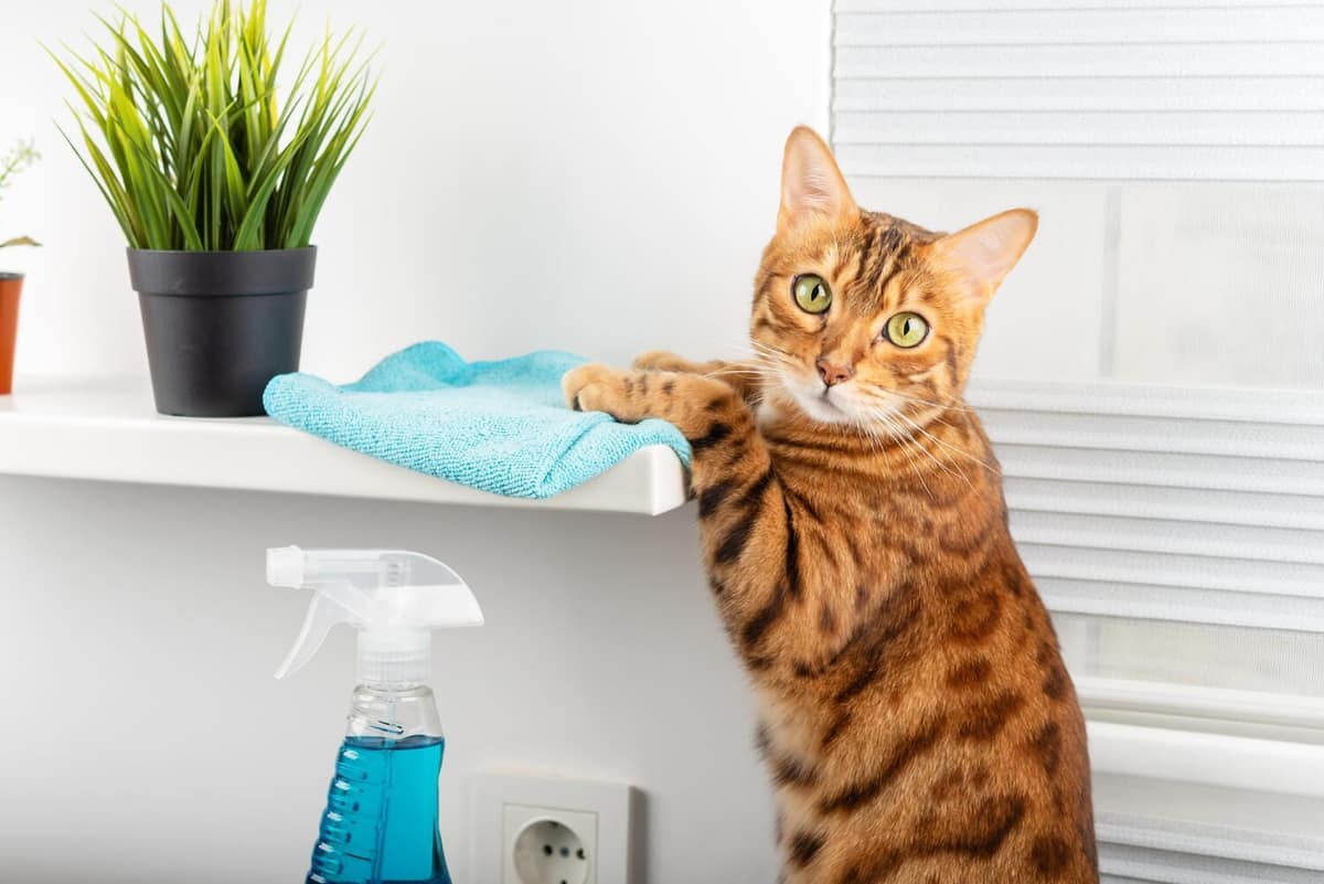 Alergias a Produtos de Limpeza e Perfumes: Os Riscos Silenciosos para Cães e Gatos