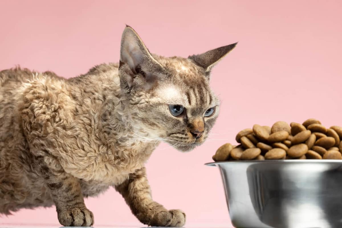 Alergias Alimentares: Como Elas Afetam a Pele do Seu Pet e Como Tratar