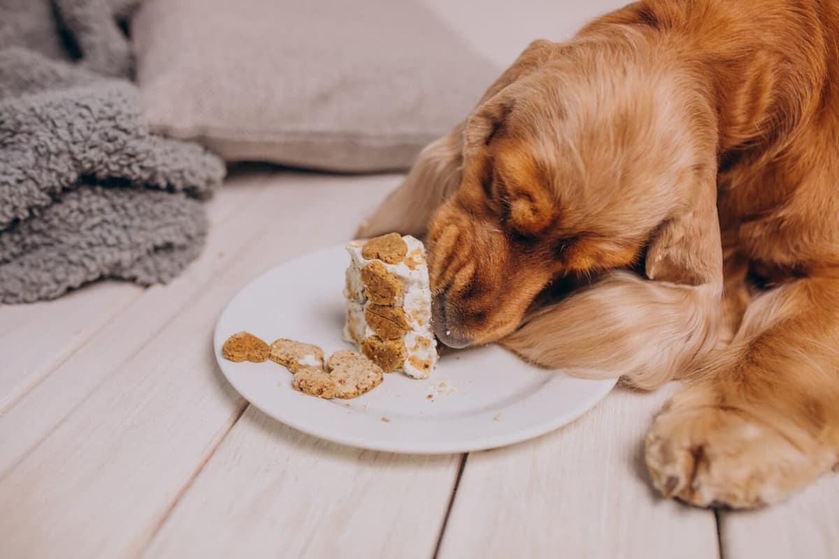 Alergias Alimentares em Pets: Como Identificar os Sinais na Pele do Seu Cão ou Gato