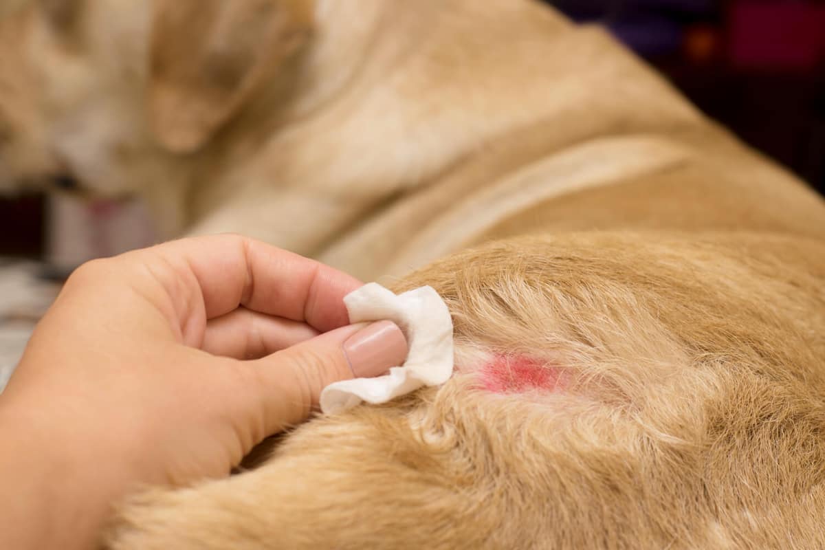 Como Lidar com Alergias de Pele em Cachorros: Um Guia Prático