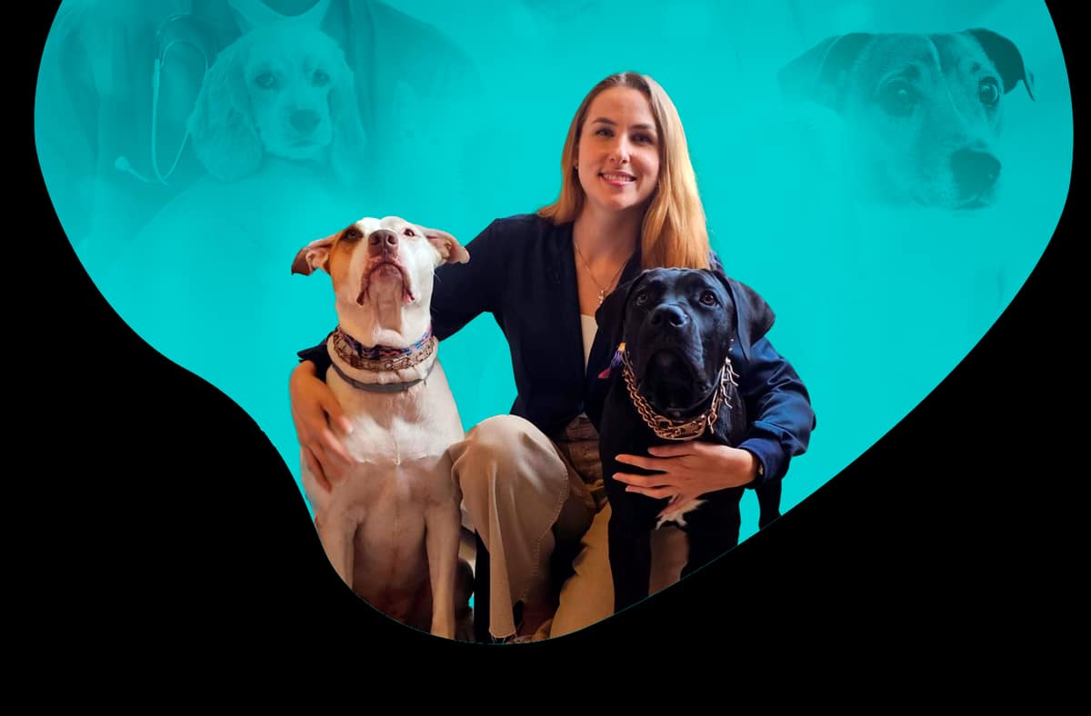 Alergologista Veterinário: Solução Para Alergias em Pets