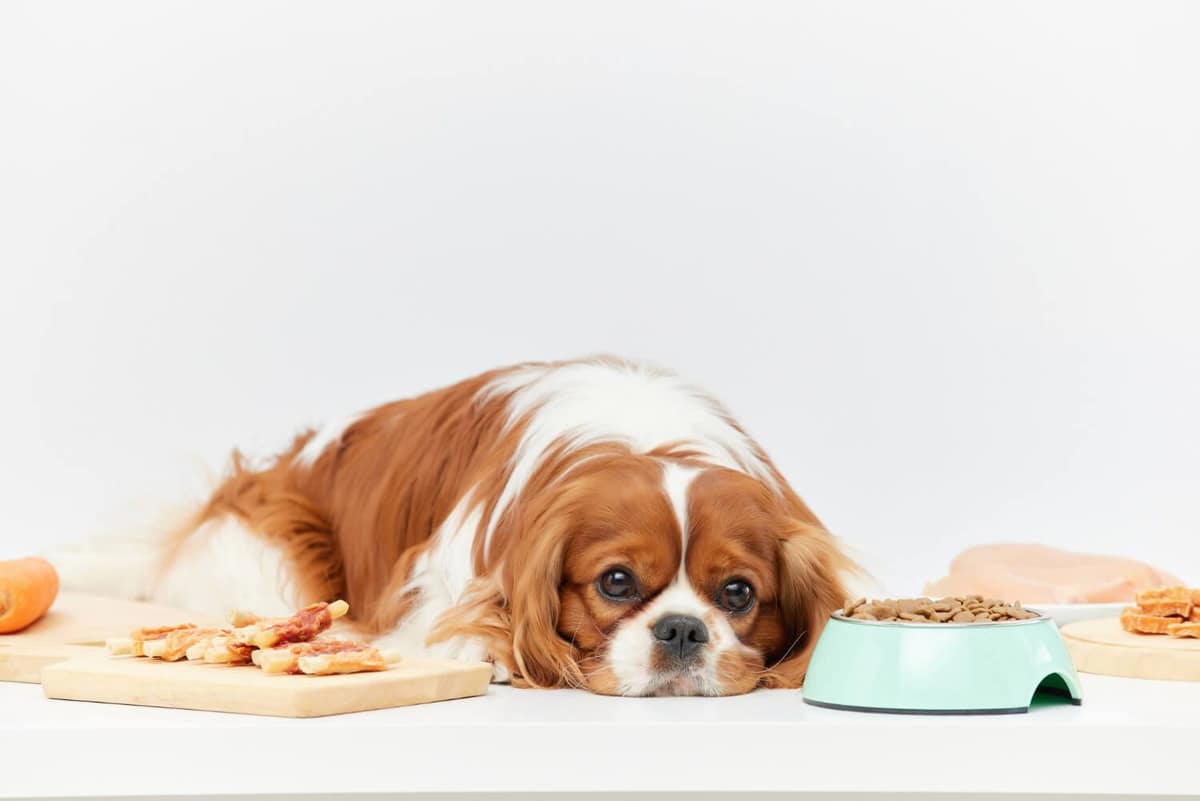 Como Saber se a Comida do Seu Pet Está Causando Problemas de Pele