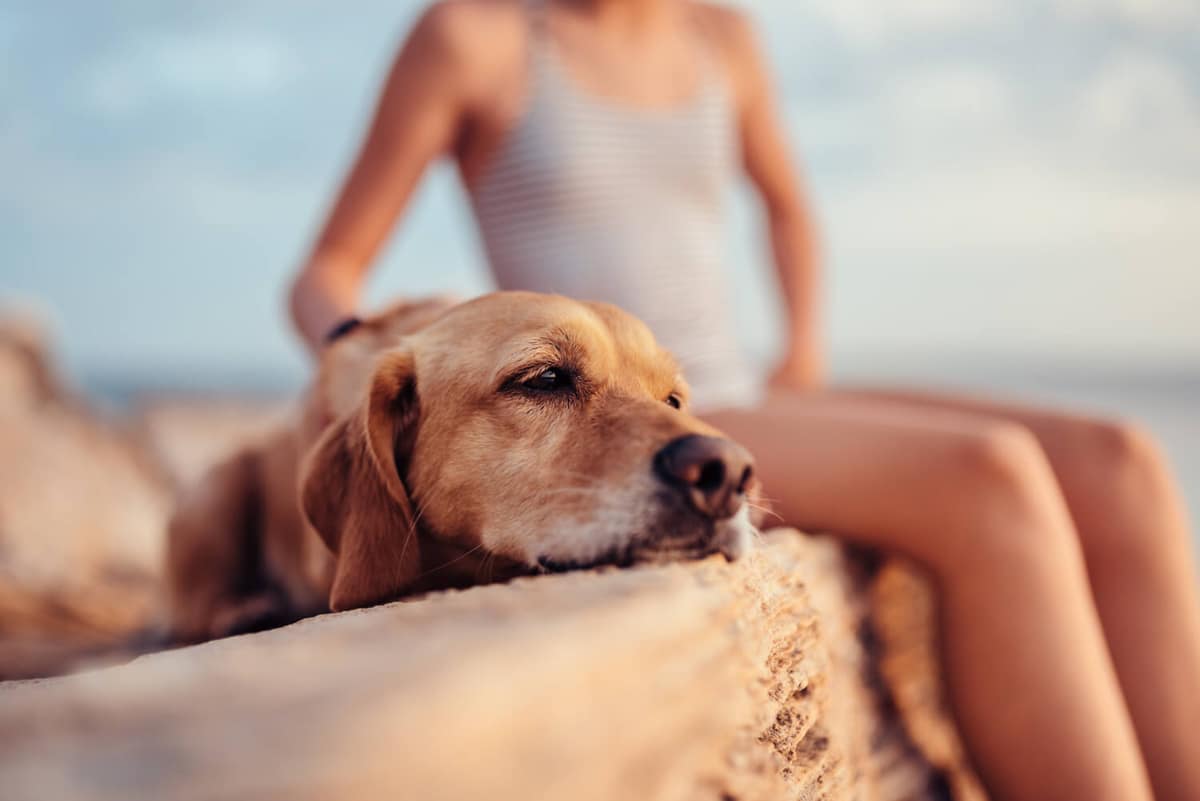 Alimentação e Saúde da Pele em Cães: Como a Nutrição Influencia o Bem-Estar da Pele e da Pelagem