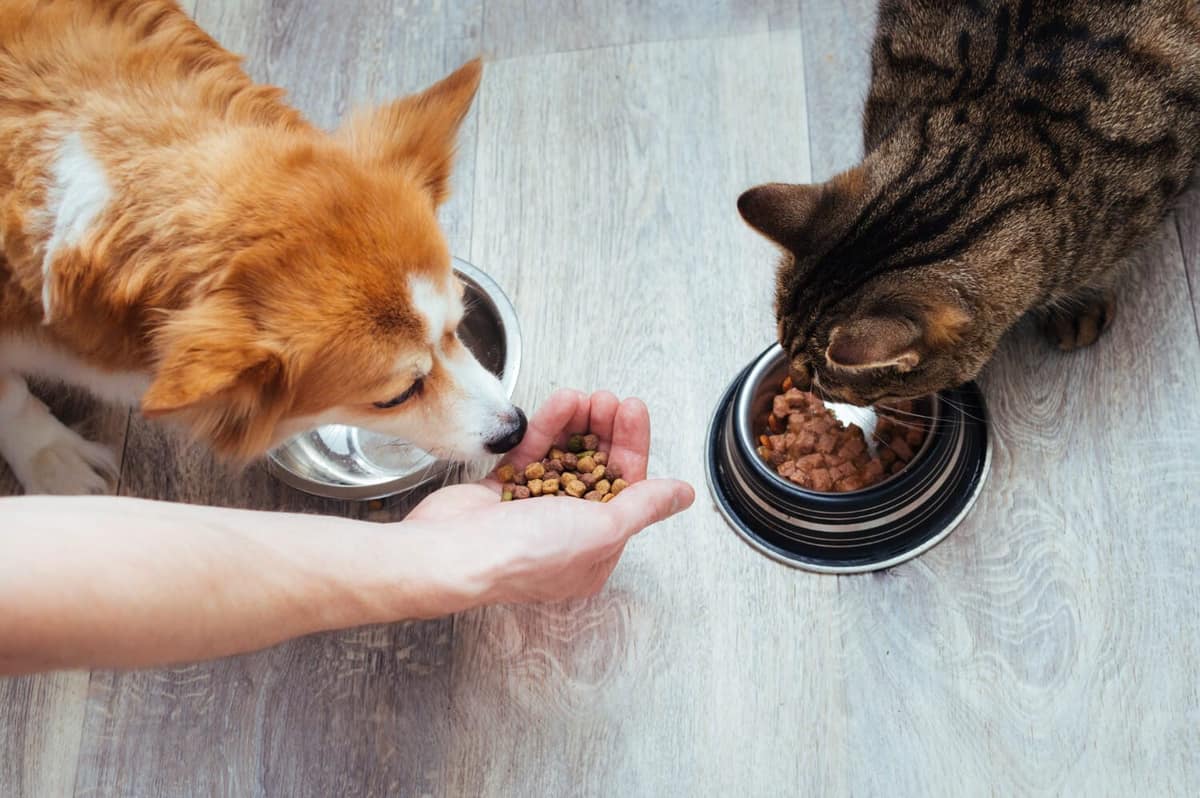 Alimentação Ideal para Seu Pet: O Impacto Direto na Saúde da Pele