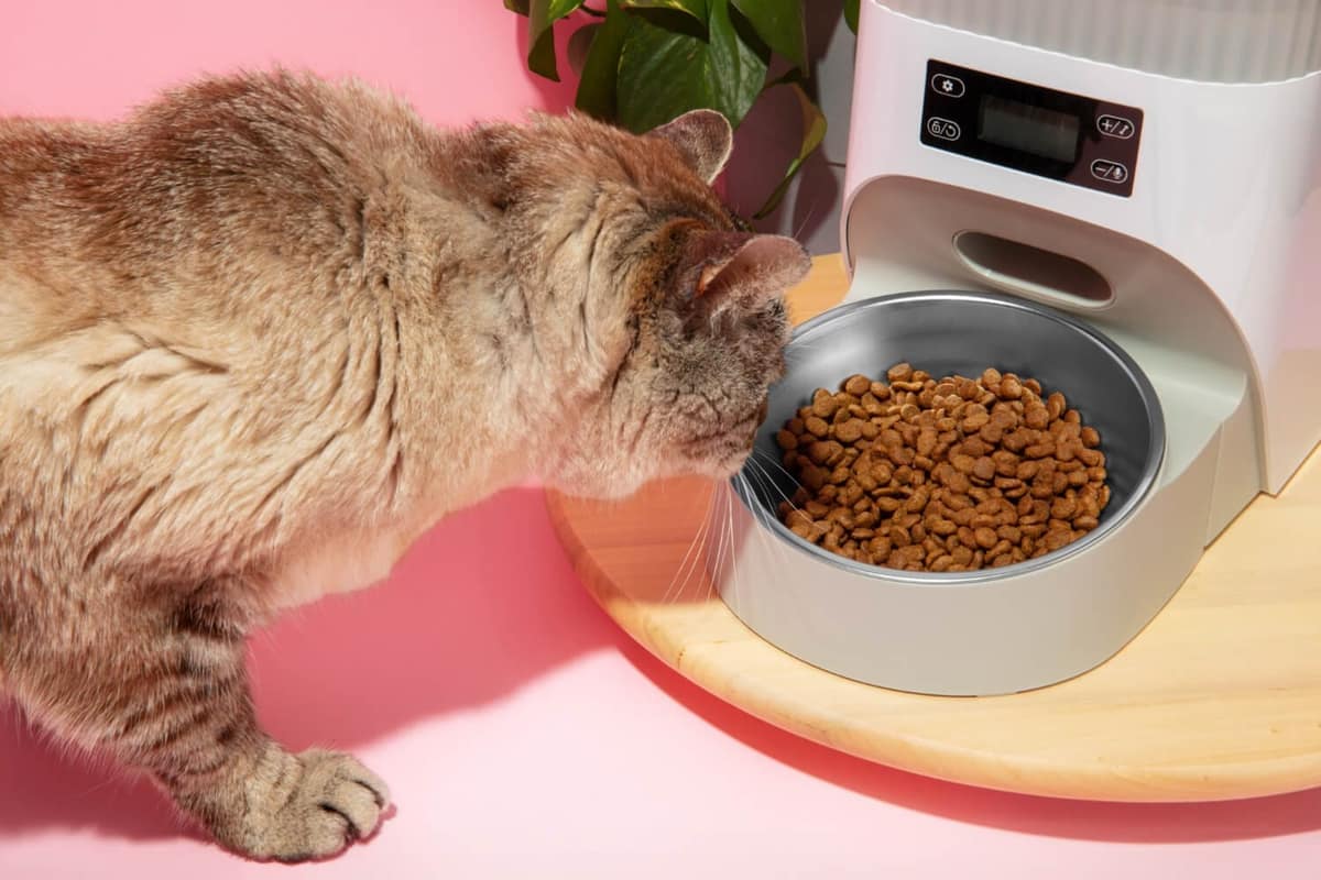 Como a Alimentação Influencia a Saúde da Pele e dos Pelos dos Pets