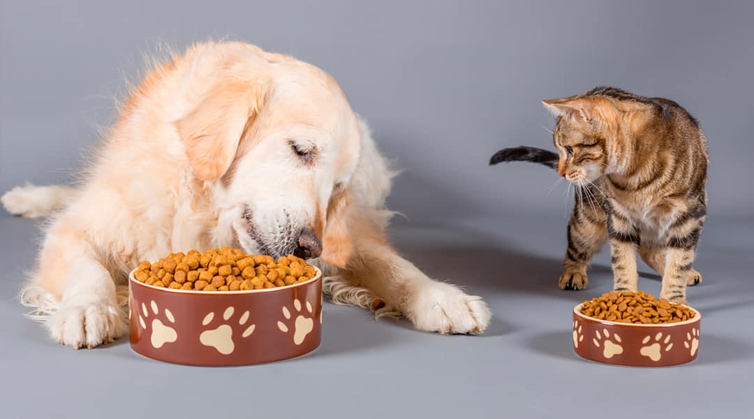Alimentação natural X ração para cães alérgicos