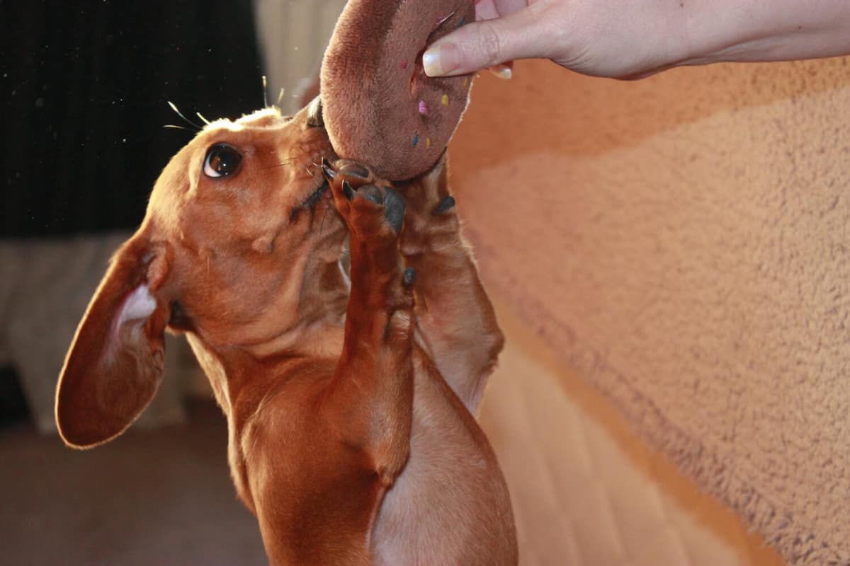 Alopecia em Cães: Causas Mais Comuns da Queda de Pelos