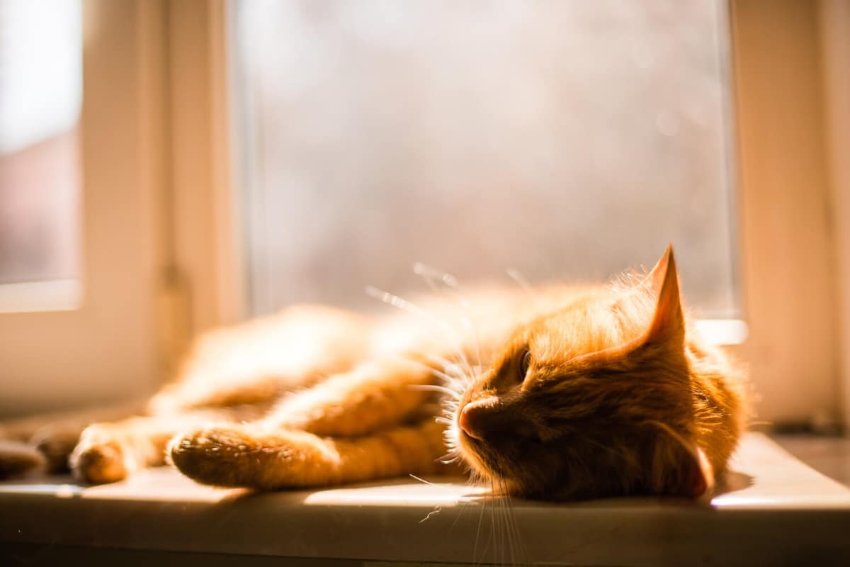 Alopecia em Gatos: Quando Investigar a Queda de Pelos?