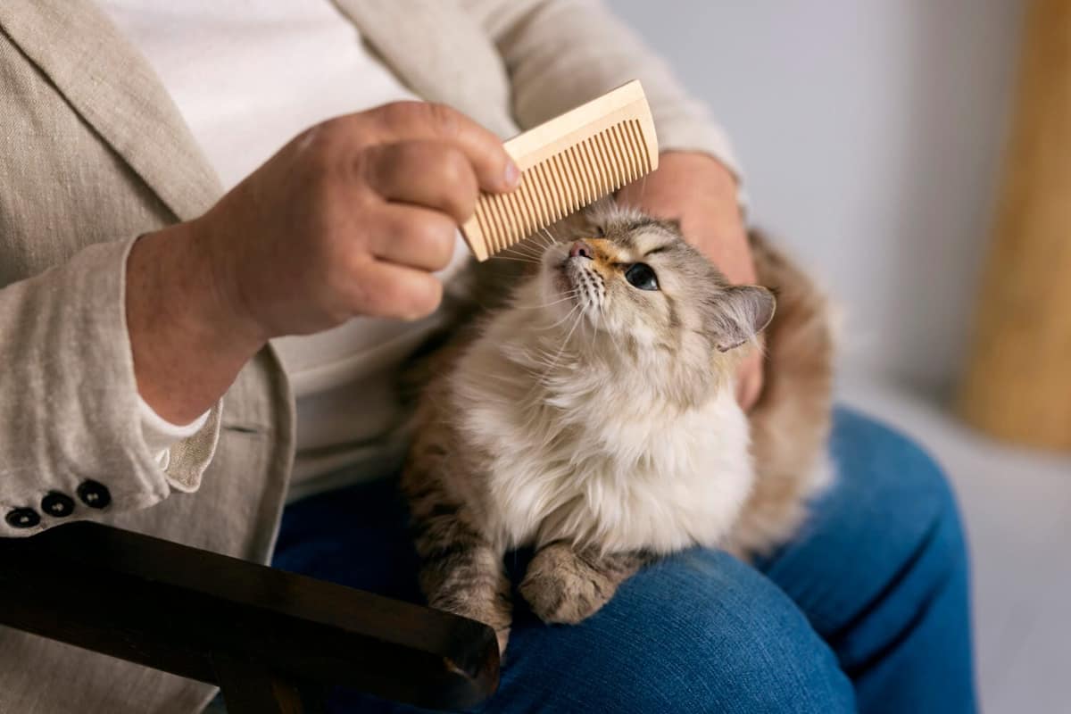 Alopecia em Gatos: Principais Causas e Tratamentos Dermatológicos Mais Eficazes
