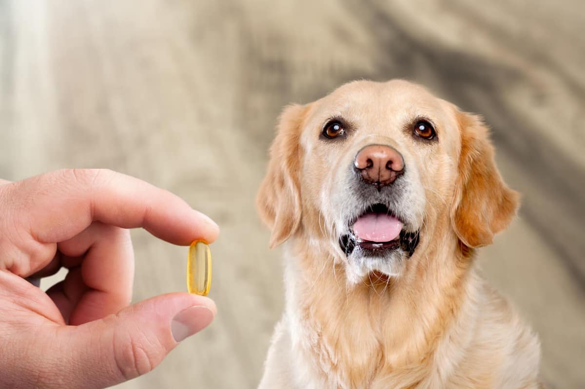 Uso Seguro e Eficaz de Antipruriginosos em Cães e Gatos: O Que o Tutor Precisa Saber