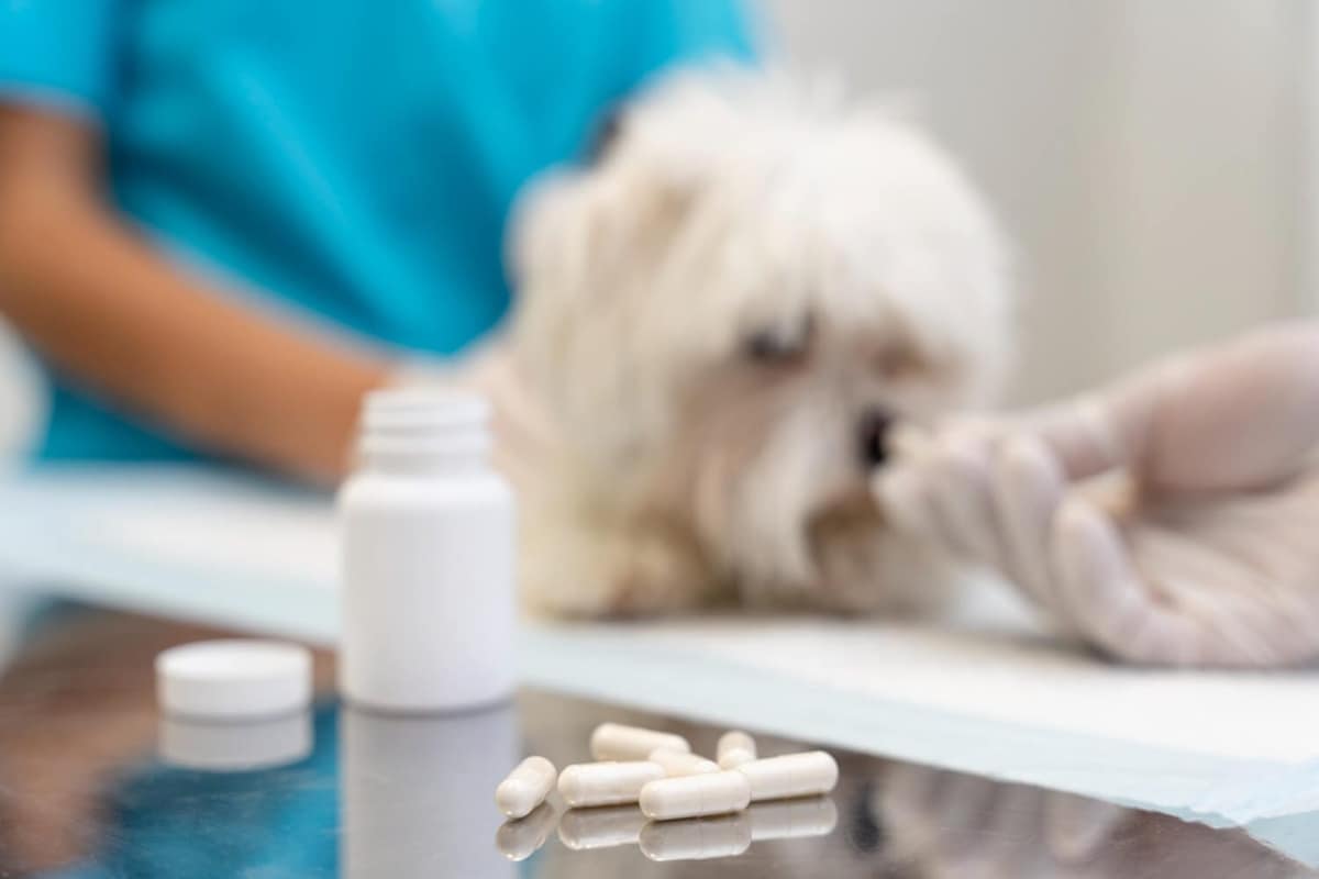 Apoquel Para Cães: Tudo o Que Você Precisa Saber Sobre o Controle da Coceira Alérgica