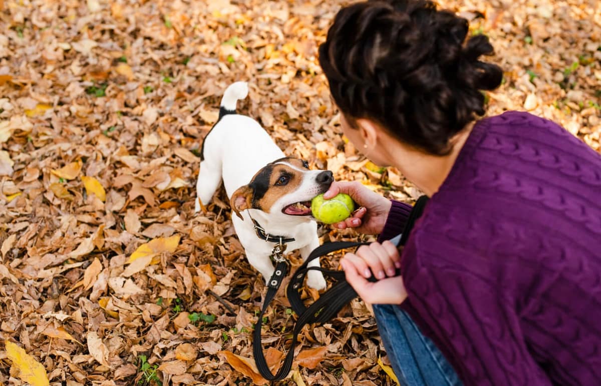 Aspectos Inflamatórios e Imunológicos da Atopia em Pets
