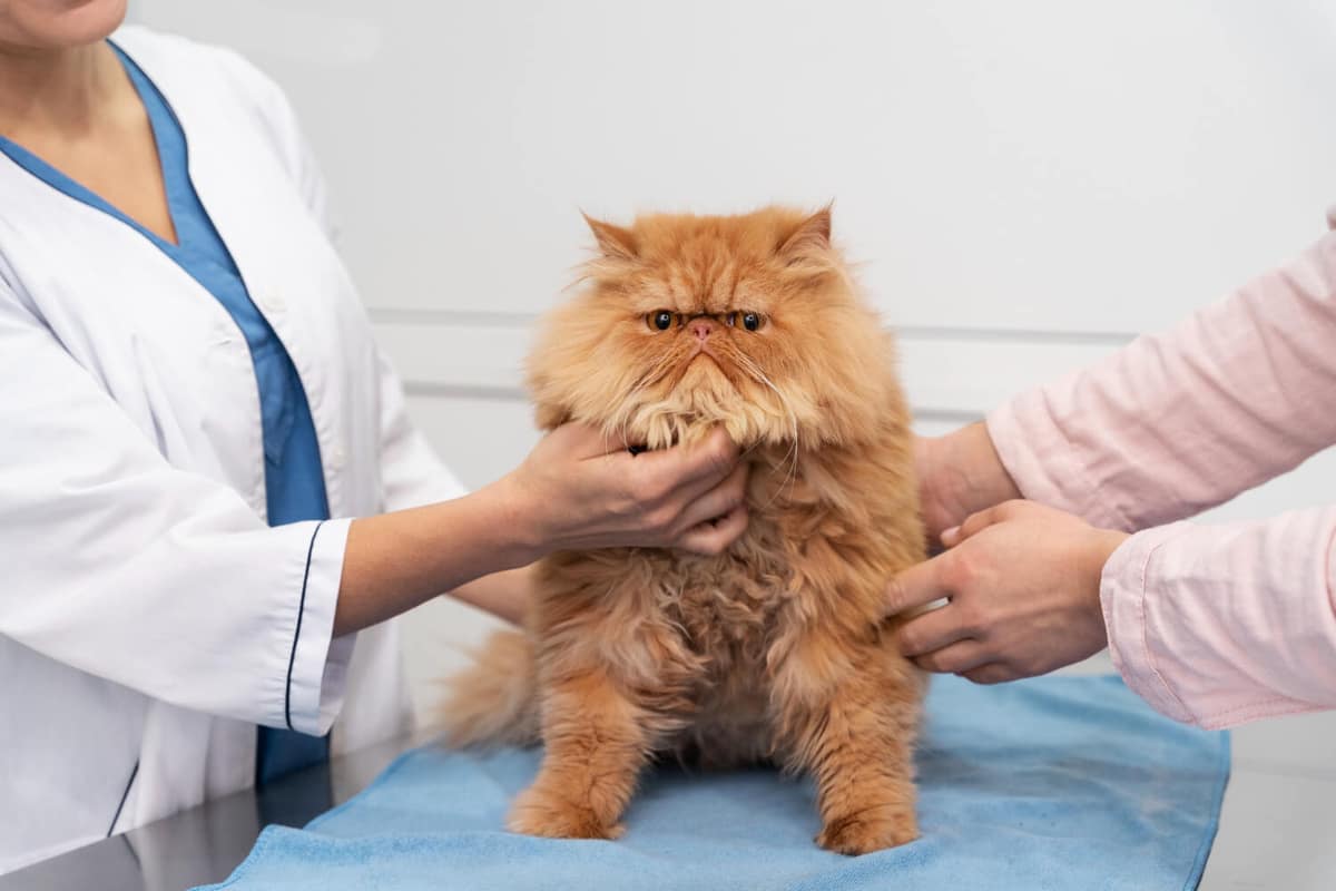 Automutilação em Gatos: Como Identificar as Causas e Tratar o Problema Corretamente