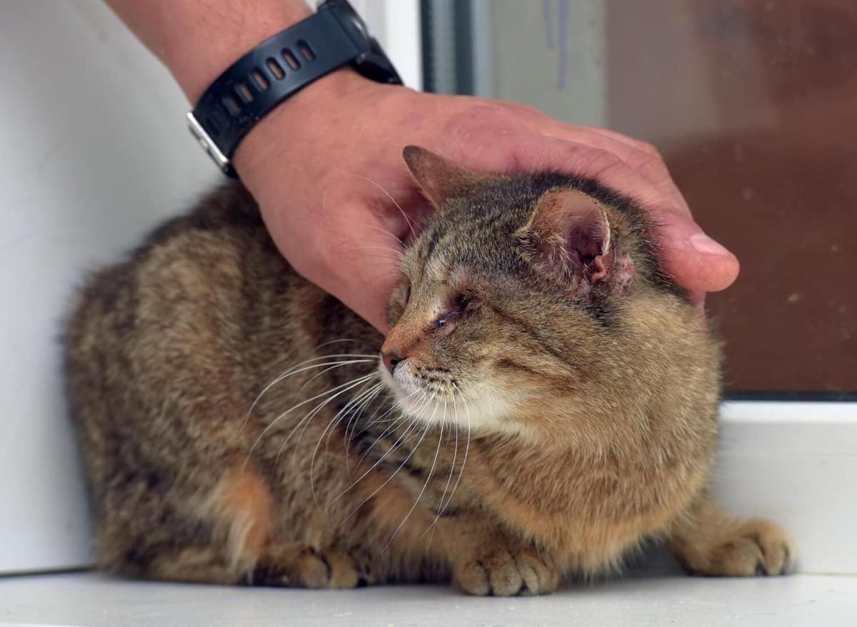 Automutilação em Pets Causada por Coceira: Causas, Riscos e Como Intervir Corretamente