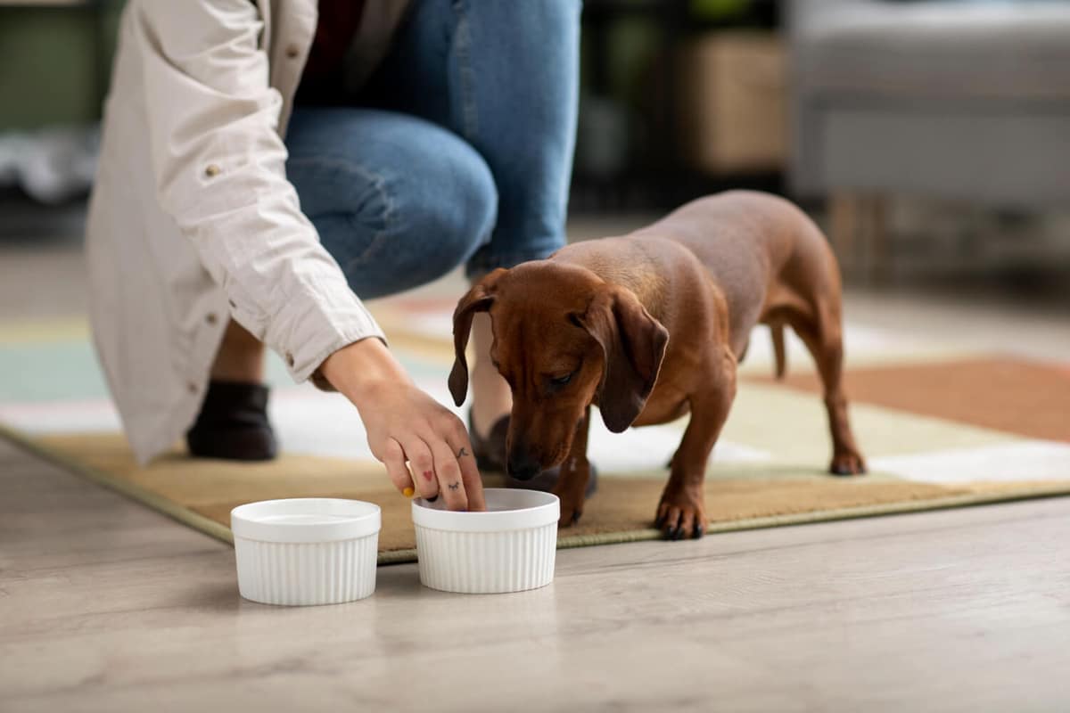 Como Promover o Bem-Estar do Seu Cão com Hábitos Saudáveis e Rotina Adequada