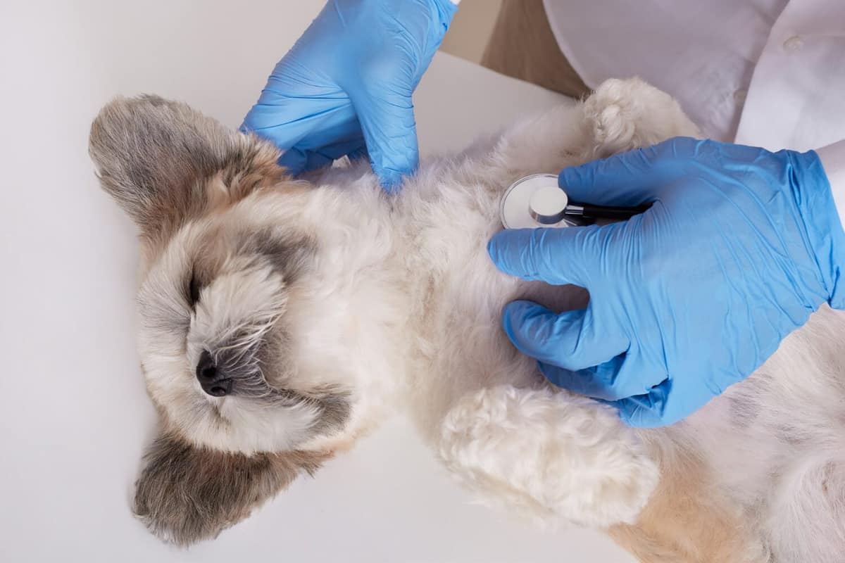 Bem-estar dos Animais de Estimação: Como Garantir uma Vida Saudável e Feliz para Seu Pet
