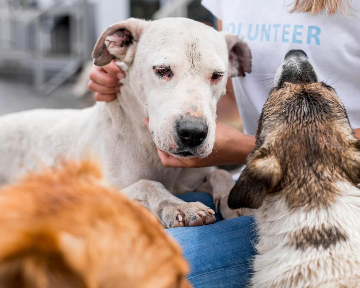 Biópsia de pele em animais: quando é necessária e como é feita