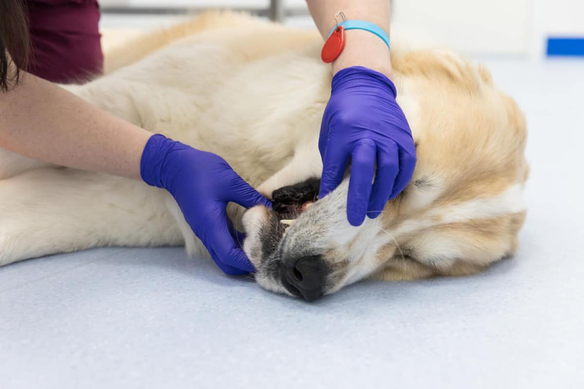 Biópsia de Pele em Pets: Como Funciona e Quando é Necessária