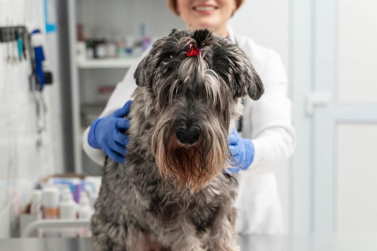 Diagnóstico Preciso: Entenda a Função da Biópsia na Saúde do Pet