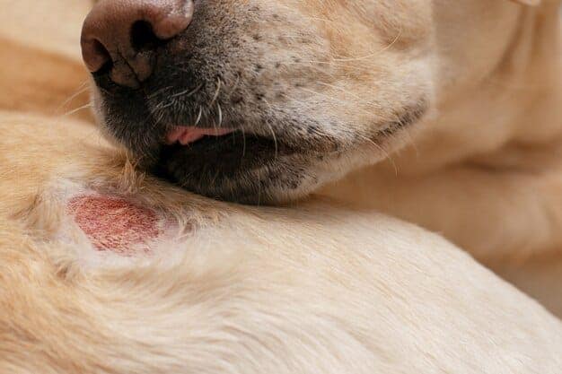 Cachorro com Alergia na Pele? Descubra o que Fazer para Aliviar seu Sofrimento