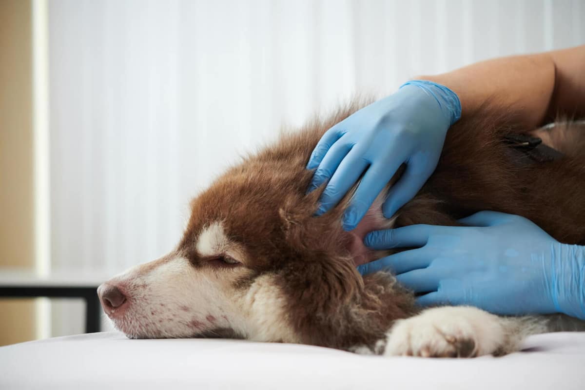 Como identificar e tratar pólipos e tumores no canal auditivo dos pets de forma precoce e segura