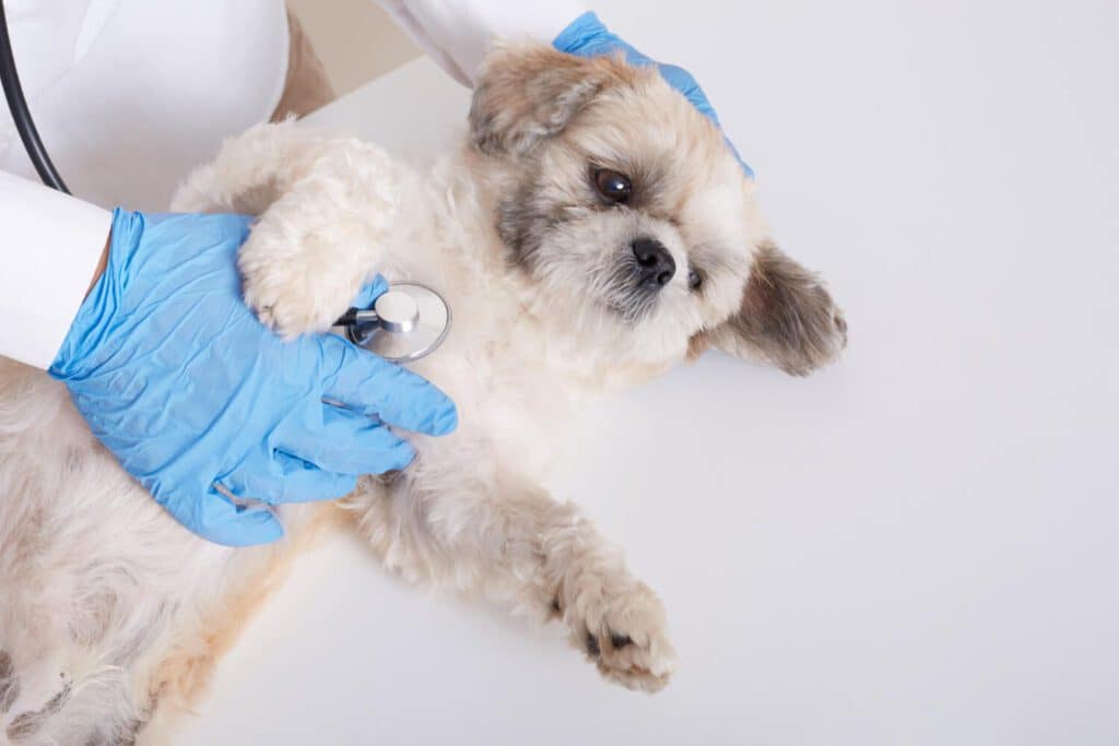 Tumores de Pele em Cães caspa