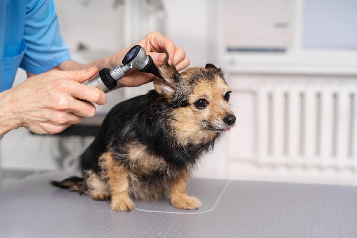 Caspa em Cães: Quando é Apenas Estética e Quando é Hora de Investigar