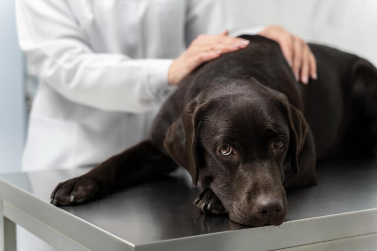 Caspa em cães: quando a descamação pode indicar um problema de saúde