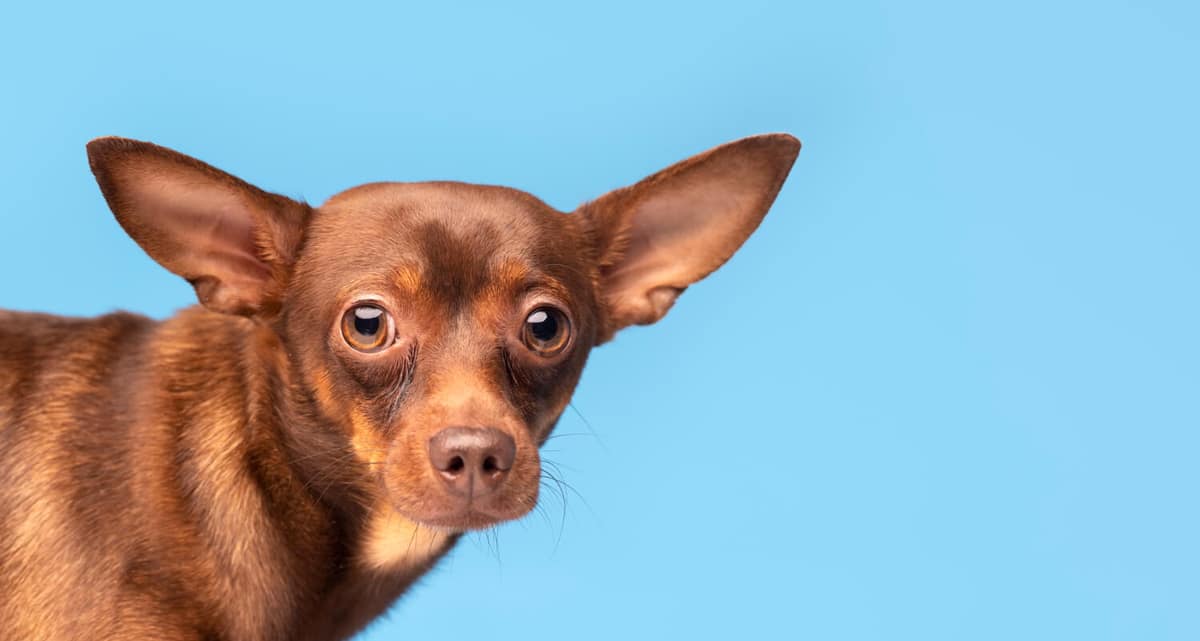 Cheiro Forte no Ouvido do Pet: Quando Investigar?