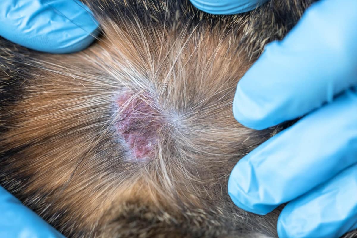 Como Cuidar de Feridas e Promover a Cicatrização na Pele do Seu Pet
