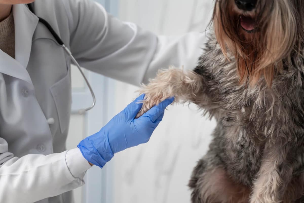 Cistos Sebáceos em Cães e Gatos: Saiba Quando é Hora de Procurar um Veterinário