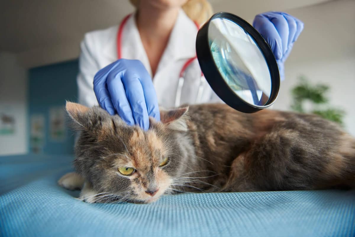 Citologia Auricular: Como Esse Exame Facilita o Diagnóstico de Otites em Cães e Gatos
