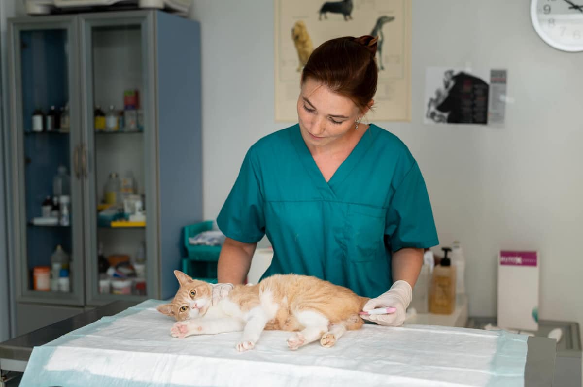 Clínica Veterinária: Tratamento Avançado para Alergias em Animais