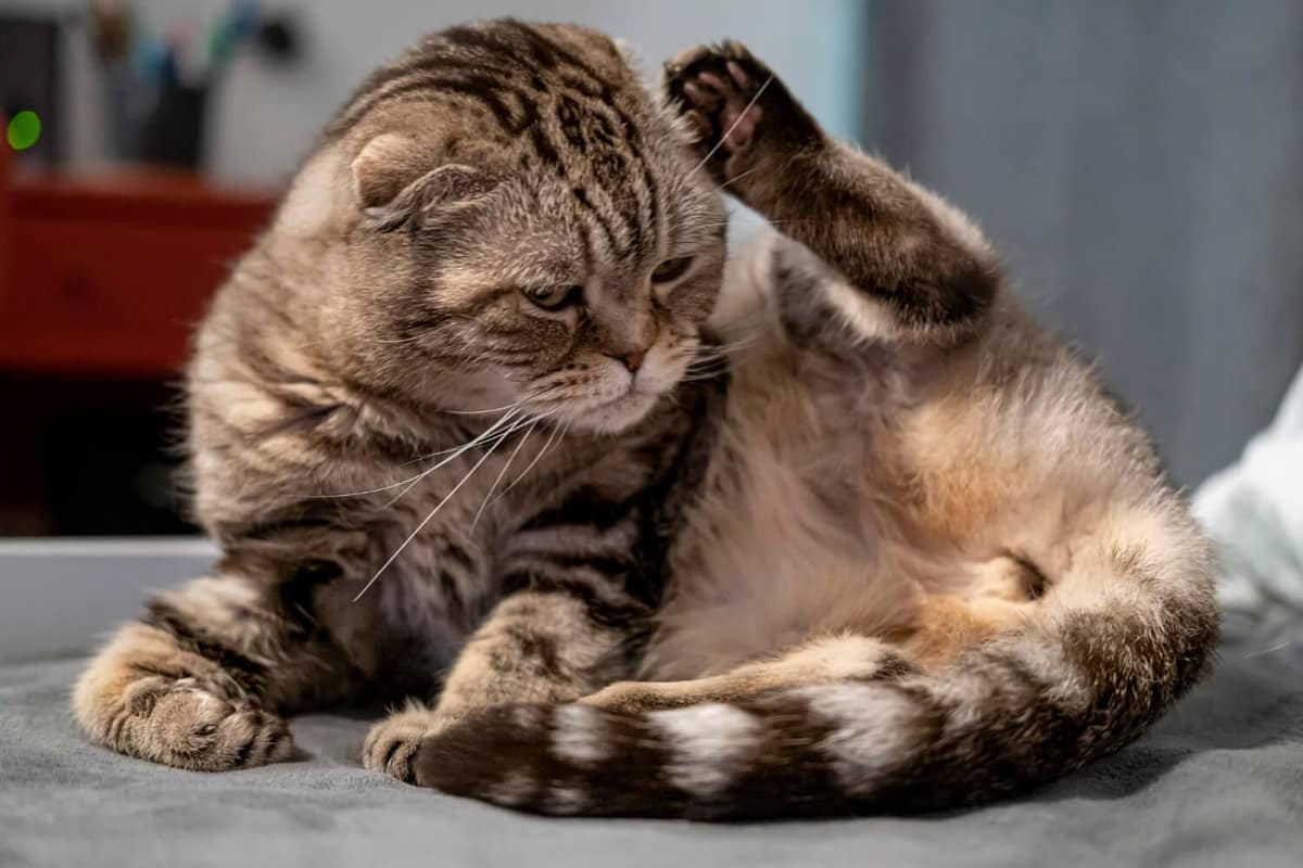 Como Lidar com Coceira Crônica em Gatos de Forma Segura e Eficaz