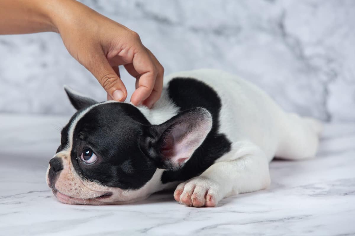 Coceira em Cães: O Guia Completo Para Acabar com o Desconforto do Seu Pet