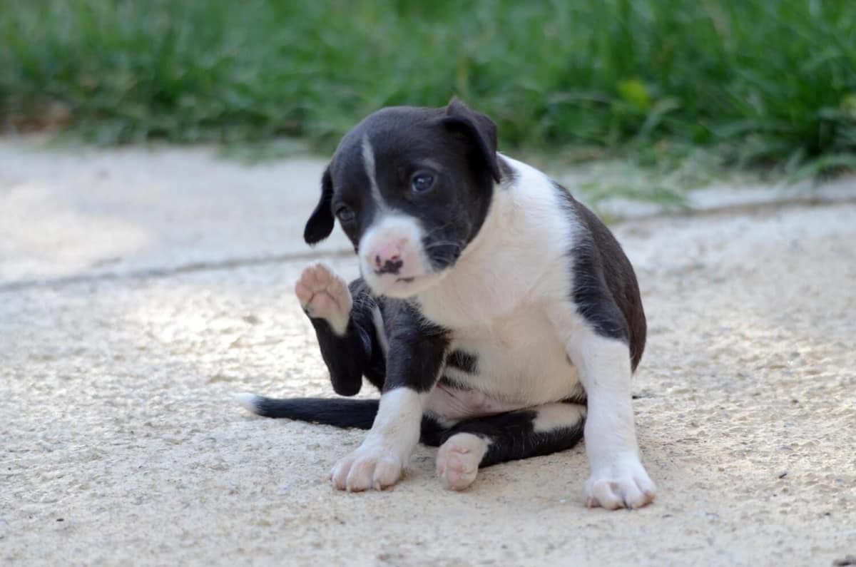 Coceira Excessiva em Pets: Identificando as Causas e Soluções