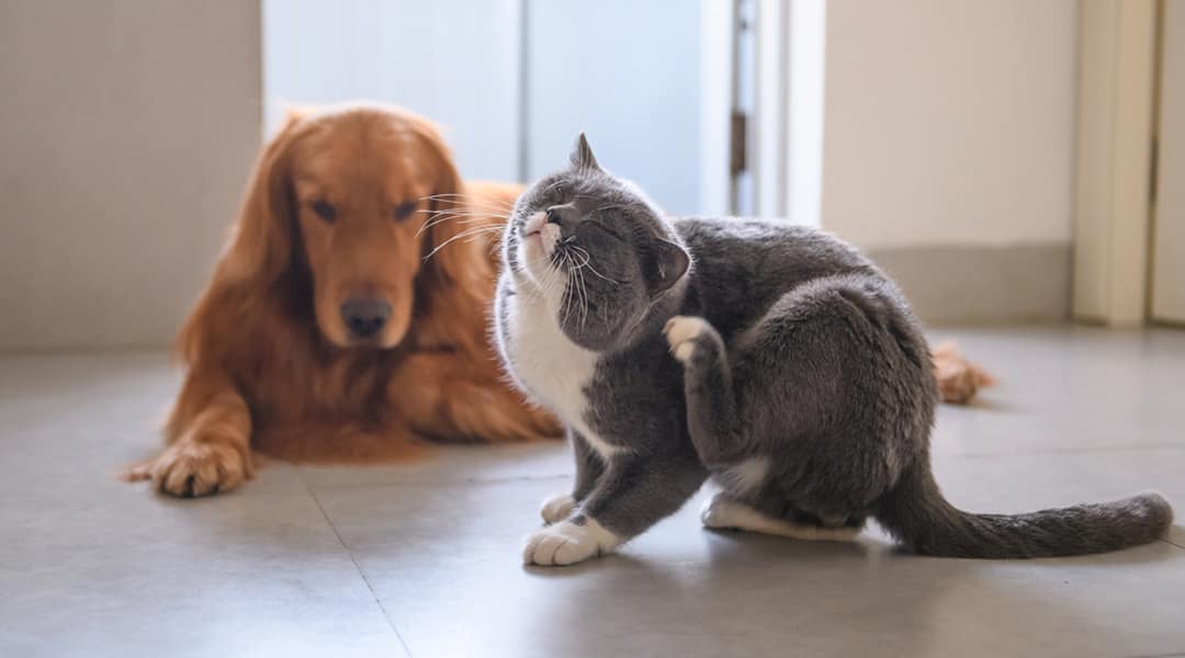 Coceira em cães e gatos