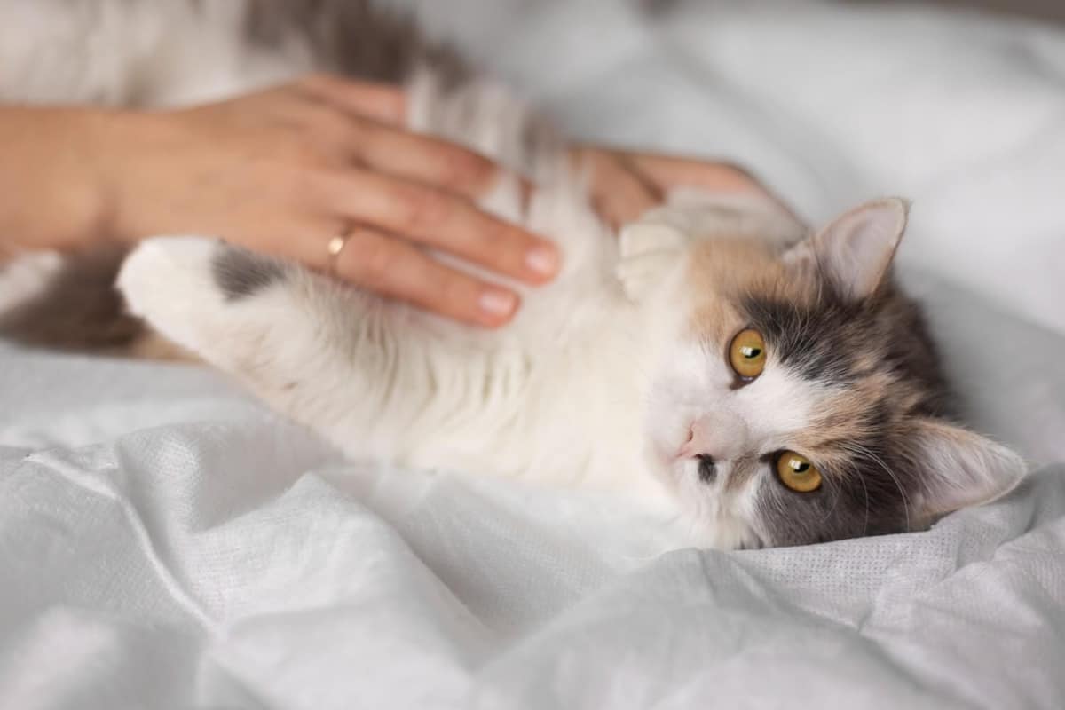 Coceira em Pets Causada por Estresse: Entenda a Relação Entre Emoções e Saúde da Pele