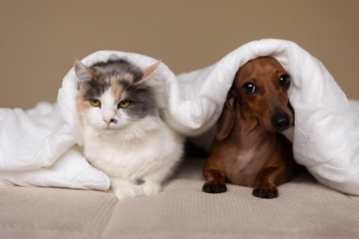 Coceira em Pets: O Que Pode Ser e Como Tratar de Forma Eficiente