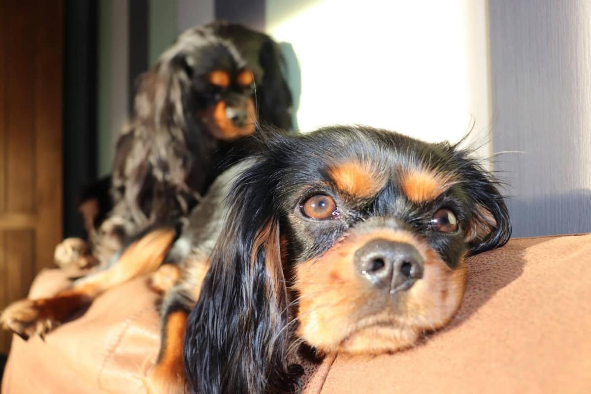 Cães com Coceira nos Olhos? Descubra as Causas e Como Tratar